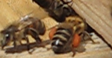 Пчелы с пыльцой